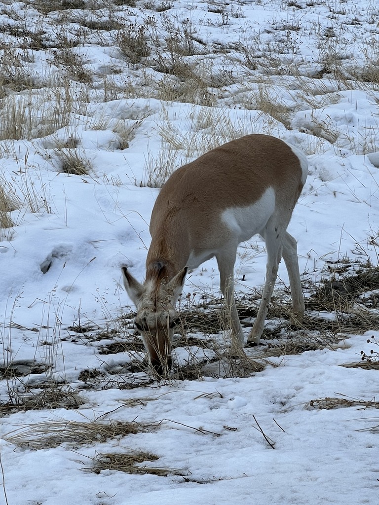 Photograph of a wild deer eating grass on a snowy hill in Yellowstone National Park