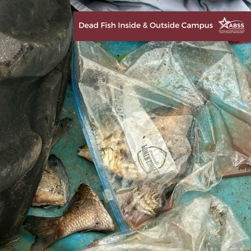 Dead Fish Inside & Outside Campus